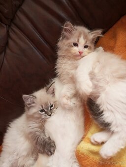 sibiřské koťátko kocourek bez PP - 4