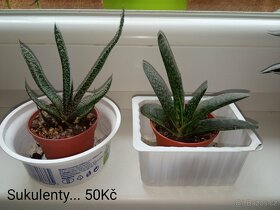 Pokojové rostliny a kaktusy - 4