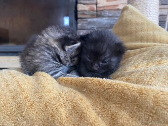 Májová koťata 🐈⬛ - 4
