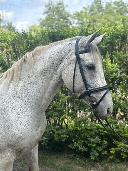 Welsh part bred, kobyla 14 let - 4