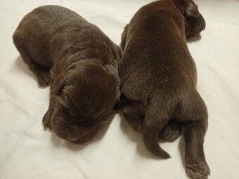 Štěňátka labradorského retrievera - 4