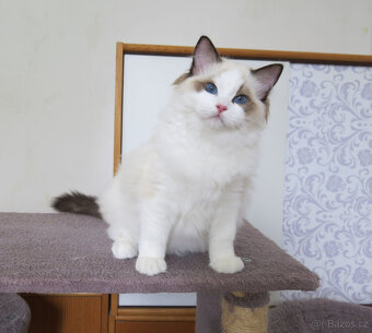 Ragdoll kocourci s průkazem původu k odběru - 4