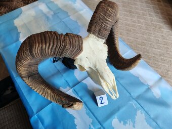 Muflon, trofeje - 4