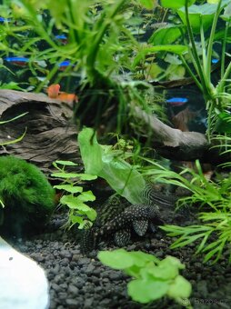 Akvarijní ryby, šneci, sladkovodní krrvety a rostliny - 4