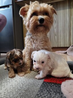 Jorkšírský teriér - 4