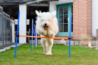 Zadáme štěňata Jihoruského ovčáka s PP (FCI Albi-Star) - 4