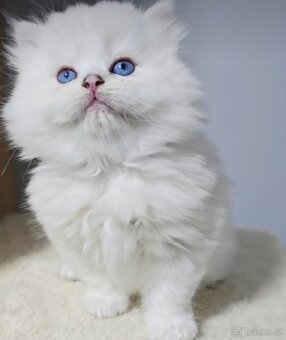 Britské koťatá PP❤️extra kvalita❤️ - 4