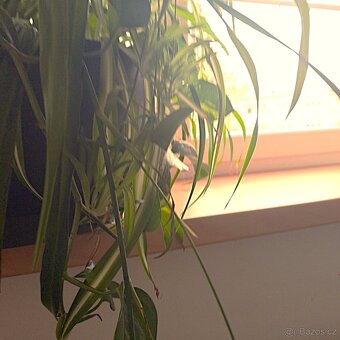 Zelenec + potos – velká pokojová rostlina - 4