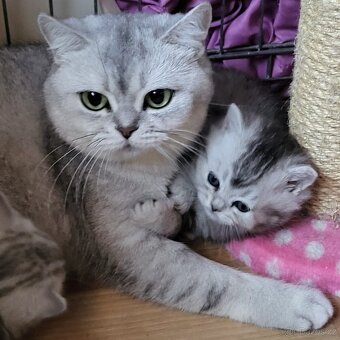 Britská stříbřitá koťátka s PP - 4