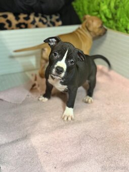 Americký stafordšírský terier - 4