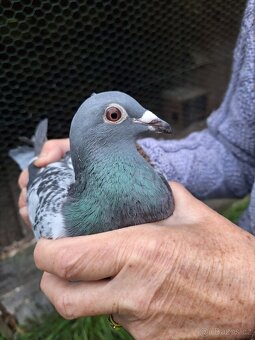 Poštovní Holubi - 4