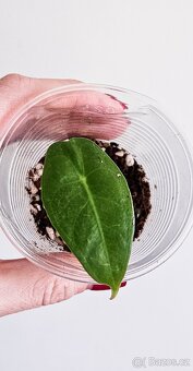 Alocasia Longiloba - 4