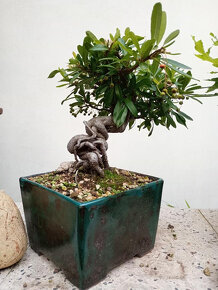 Hlohyně (Pyracantha) bonsaj - 4
