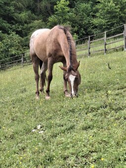 Appaloosa - 4
