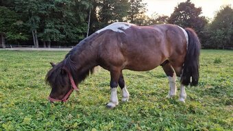 PRODÁM PONY / SHETTY / VALACH - 4