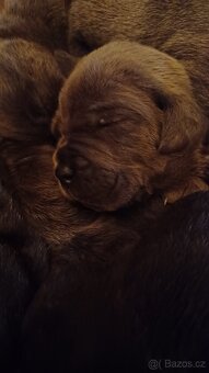 Cane Corso bez PP - 4