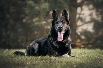 Německý ovčák štěně pes s PP - 4