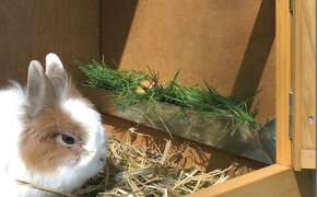 Výroba dřevěná králíkárna,králikárna,klec pro králíky,116cm. - 4