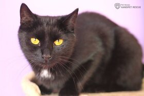 elegantní Arwen - kočka k adopci - 4