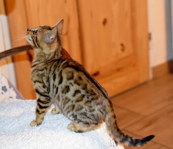 bengálská kočka - koťata - 4