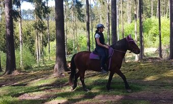 Bezkostrove sedlo vhodné na všechny typy koní - 4