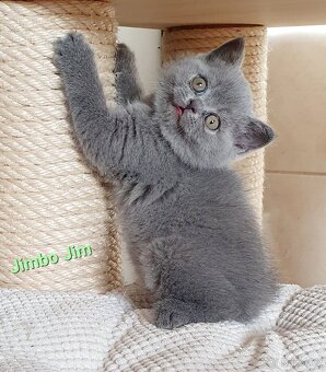 Britská koťata s PP - 4