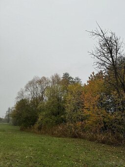 Prodám lesní pozemek v k.ú. Blíževedly - 4