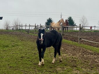 Welsh pony klisna - 4