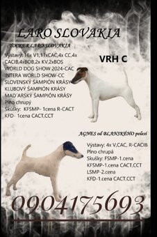 Foxterier hladkosrsty s PP - 4