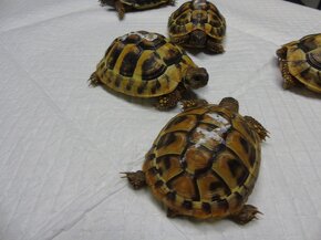 Suchozemské želvy -Testudo Hermanni - 4