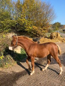 Loňský hřebeček Welsh pony of cob type - 4