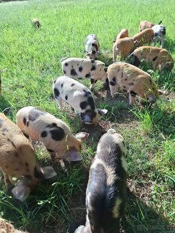 Kune kune selata - 4