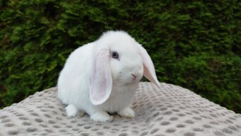 Zakrslý beránek, králíček, králík - HARRY - 4