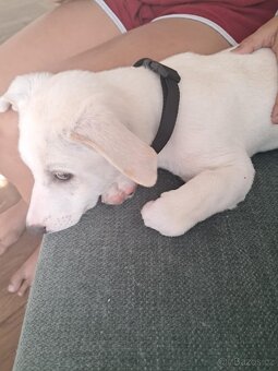 Jack Russell x labrator - 4