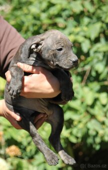 Americký pitbullteriér - 4