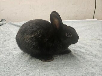 Zakrslý králíček - 4