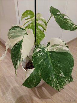 Monstera albo variegata - 4
