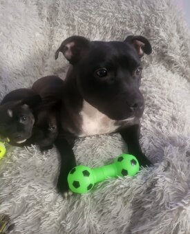 Stafordširský bulterier - 4