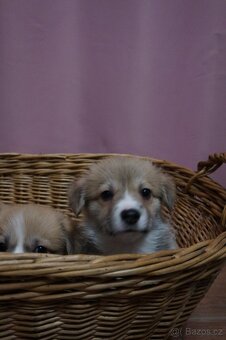 Welsh Corgi Pembroke - 4