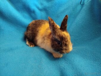 Nabízím zakrslé králíčky - 4