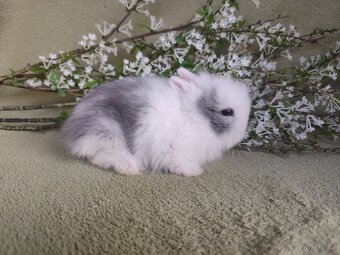 Nádherná Teddy samička s VP - 4