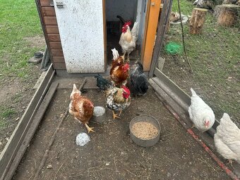 Prodám 3 kohouty - 4