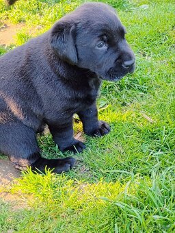 Labrador - 4