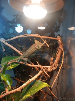 Chameleon Jemenský + terarium - 4