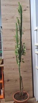 Pryšec trojúhlý (trojboký) – Euphorbia trigona - 4