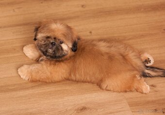 Shih-Tzu štěňatka - rozkošní společníci - 4
