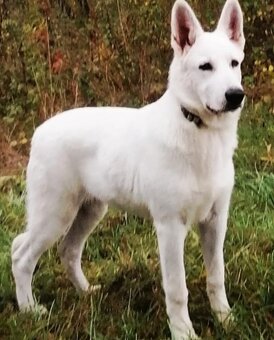 Biely švajčiarsky ovčiak, 10týždňov, BŠO, POSLEDNÝ PSÍK - 4