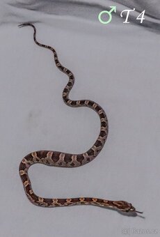 Mláďata gutek (užovka červená) - 4