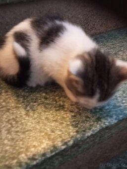 Krásná koťátka - 4