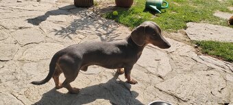 Jezevčík ke krytí - 4